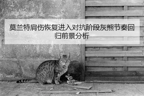 莫兰特肩伤恢复进入对抗阶段灰熊节奏回归前景分析（Xingkong Sports）