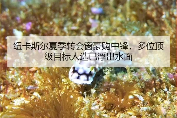 niu-ka-si-er-xia-ji-zhuan-hui-chuang-hao-gou-zhong-feng-duo-wei-ding-ji-mu-biao-ren-xuan-yi-fu-chu-shui-mian-2-256.jpg